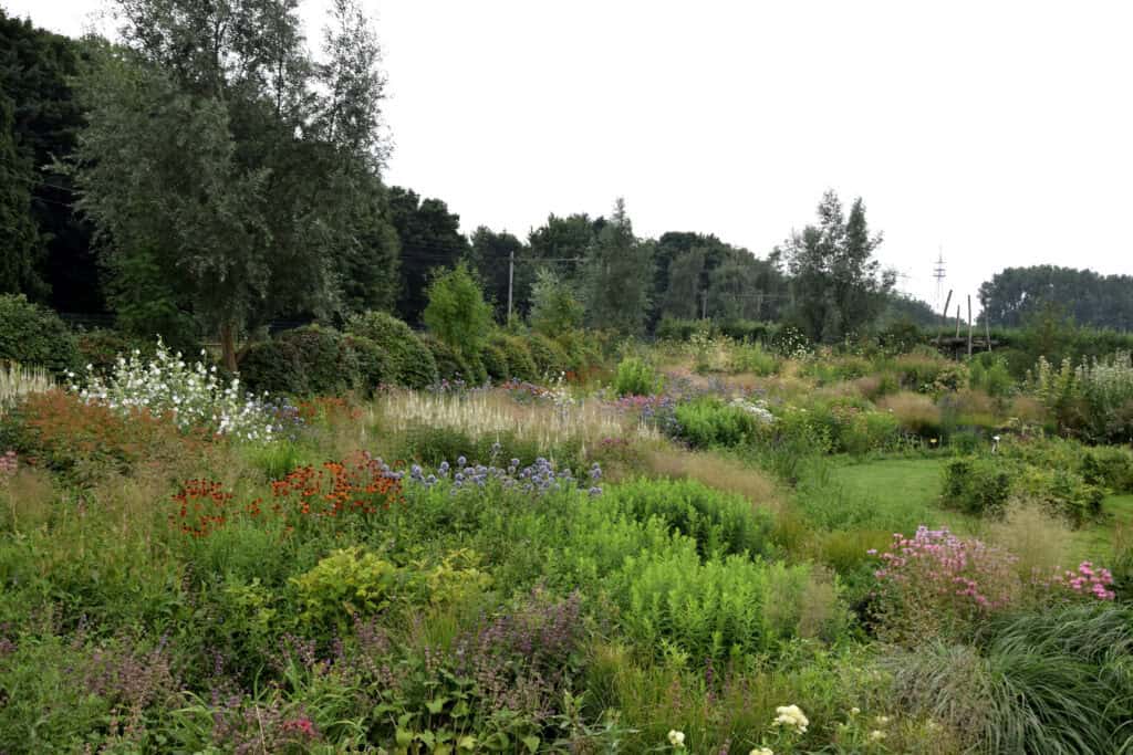 vaste planten als structuur in de tuin