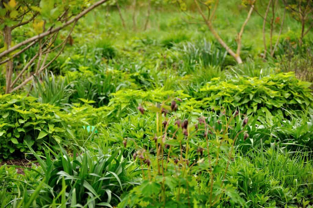 herhaling met vaste planten in de border