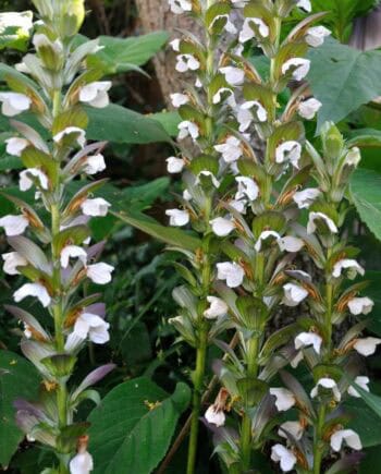 Acanthus hungaricus