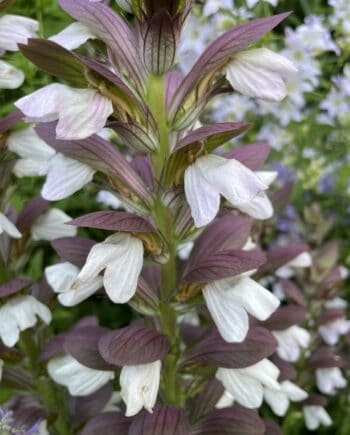 Detail van de witte bloemen en paars getinte schutbladeren van Acanthus hungaricus 'White Lips'.