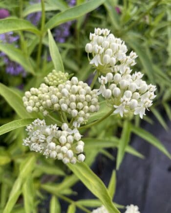 Asclepias incarnata 'Ice Ballet' met zuiver witte bloemschermen in volle zomerbloei.