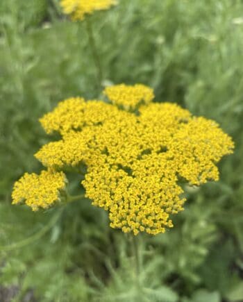 Achillea filipendulina Parkers Variety met grote goudgele bloemschermen in bloei
