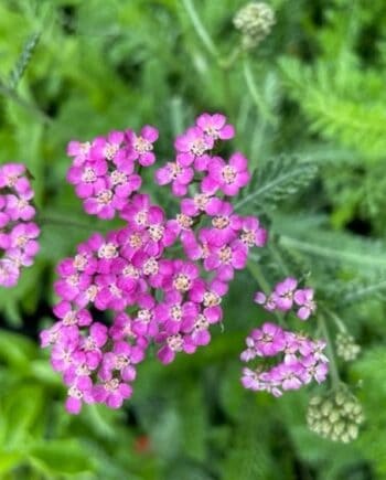 Achillea millefolium Cerise Queen vaste plant met felroze bloemschermen
