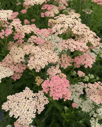 Achillea millefolium 'Lachsschönheit' met zalmroze bloemschermen in volle zomerbloei.