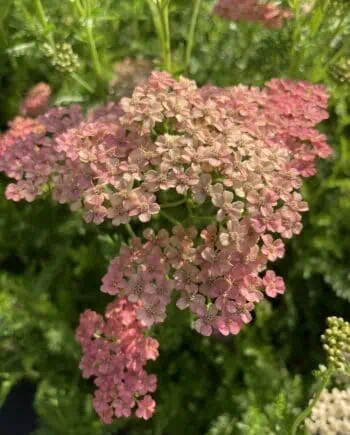 Achillea millefolium 'Lachsschönheit' met zalmroze bloemschermen in bloei.