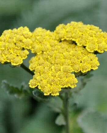 Achillea millefolium Moonshine vaste plant met lichtgele bloei en zilvergrijs blad