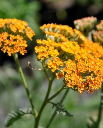 Achillea millefolium Terracotta vaste plant met warm oranje en aardetinten