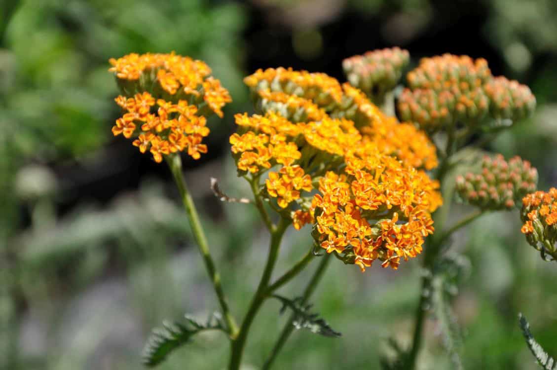 Achillea millefolium Terracotta vaste plant met warm oranje en aardetinten