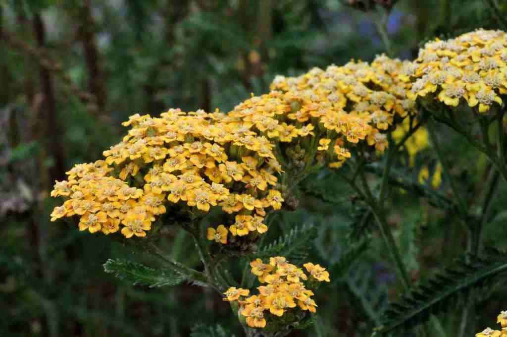 Achillea millefolium 'Terracotta'