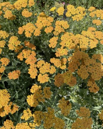 Achillea millefolium 'Terracotta' met terracottakleurige bloemschermen in volle zomerbloei.