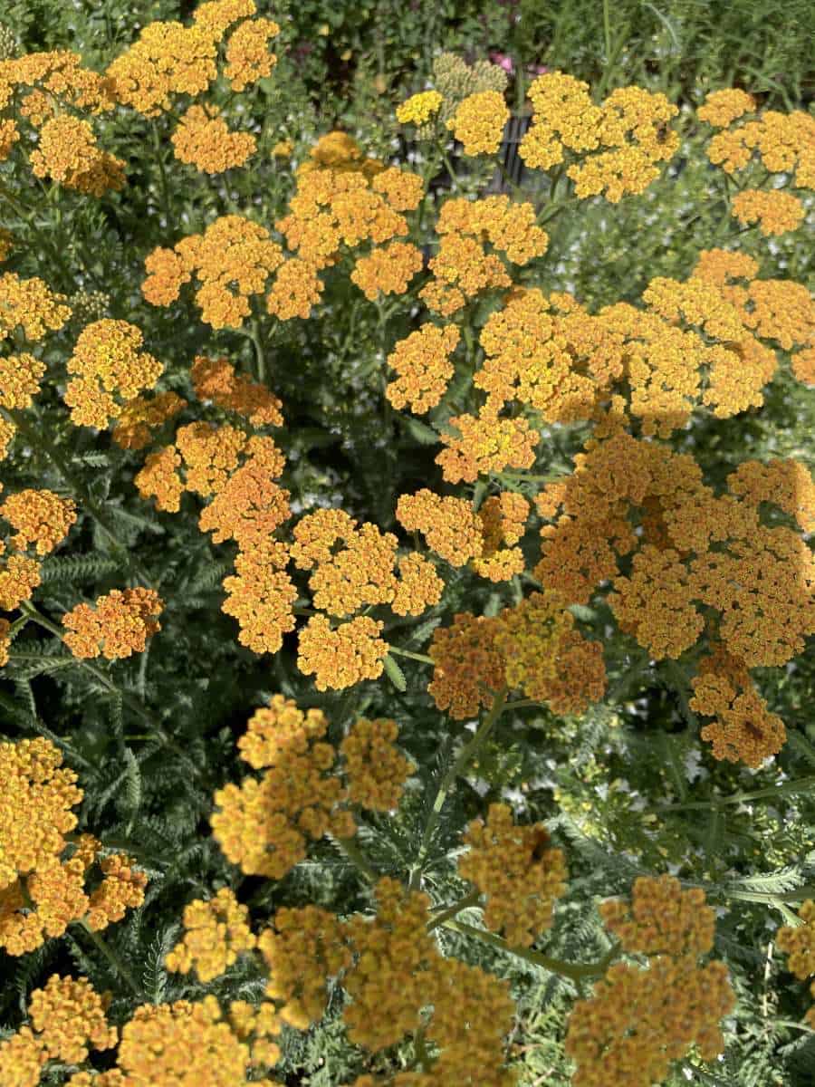 Achillea millefolium 'Terracotta' met terracottakleurige bloemschermen in volle zomerbloei.