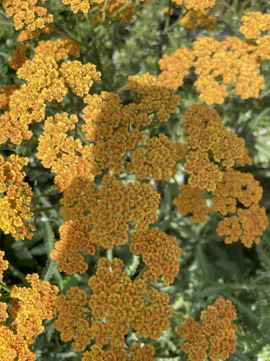 Achillea millefolium 'Terracotta' toegepast als weefplant in een zonnige vasteplantenborder.