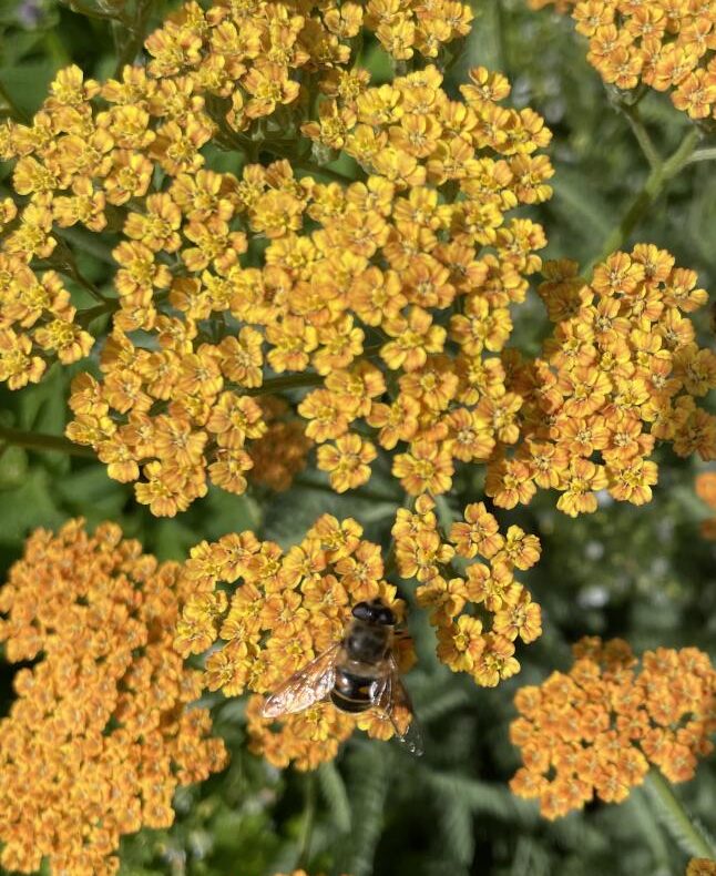 Detail van de terracottakleurige bloemen van Achillea millefolium 'Terracotta' met een bij erop.