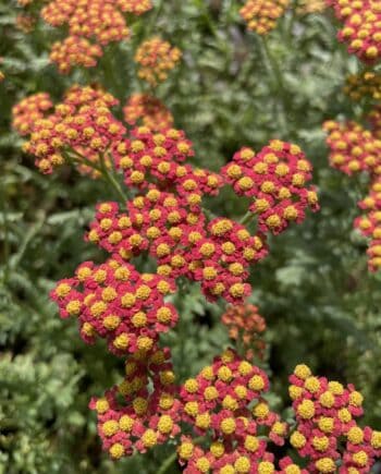 Achillea millefolium 'Walther Funcke' met oranjerode bloemschermen in volle zomerbloei.