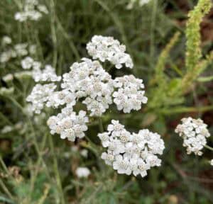 Achillea millefolium