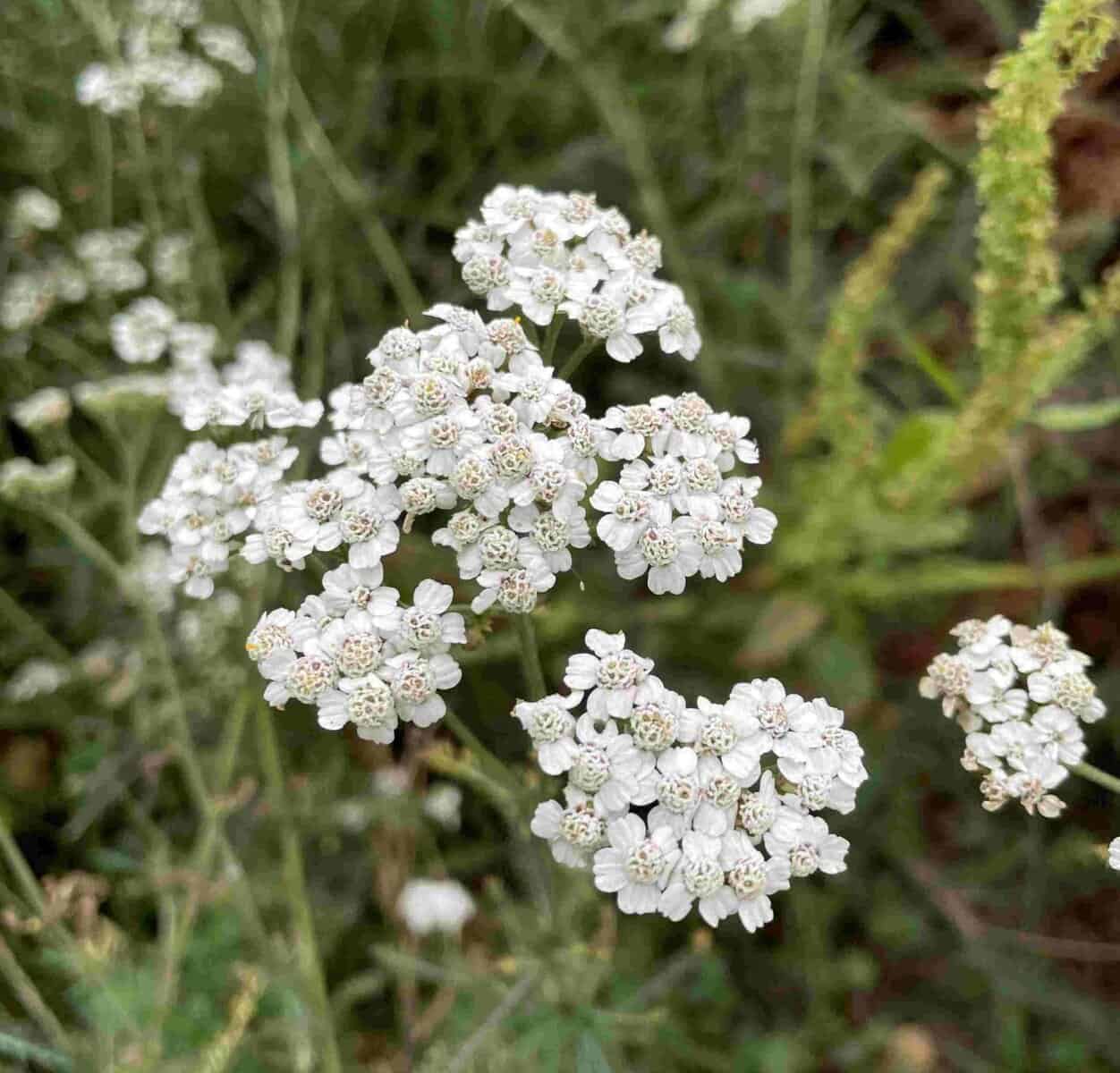 Achillea millefolium vaste plant met platte bloemschermen in zonnige border