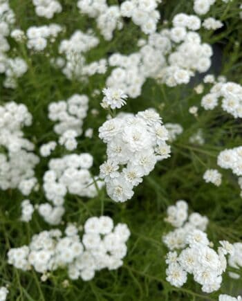 Achillea ptarmica 'Perry's White' met dubbele witte bloemen in volle zomerbloei.