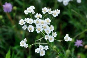 Achillea ptarmica