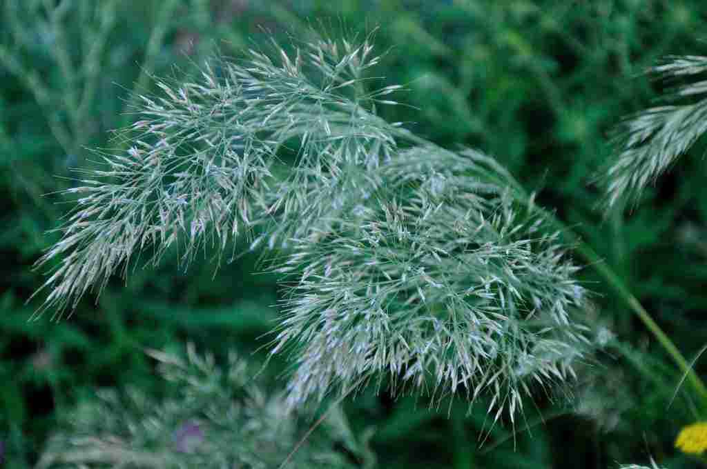 Zilverachtige bloei van Achnatherum calamagrostis