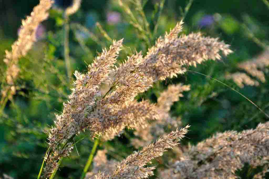 Achnaterum calamagrostis