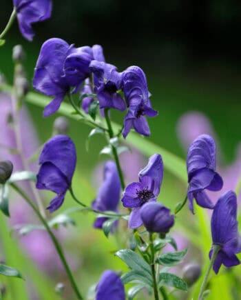 Diepblauwe bloei van Aconitum henryi ‘Spark’s Variety’