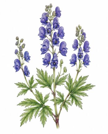 Aconitum fischeri