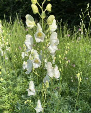 Aconitum napellus Album met witte helmvormige bloemen op hoge stelen