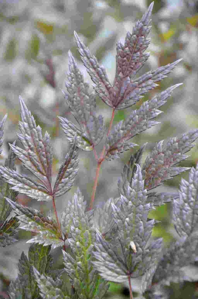 Actaea ‘Queen of Sheba’ • PLANTWERK • online planten kopen