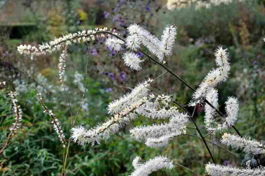 Actaea ‘Queen of Sheba’ • PLANTWERK • online planten kopen