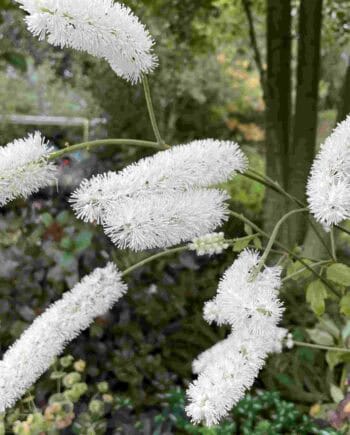 Actaea simplex White Pearl vaste plant met witte bloei in halfschaduw