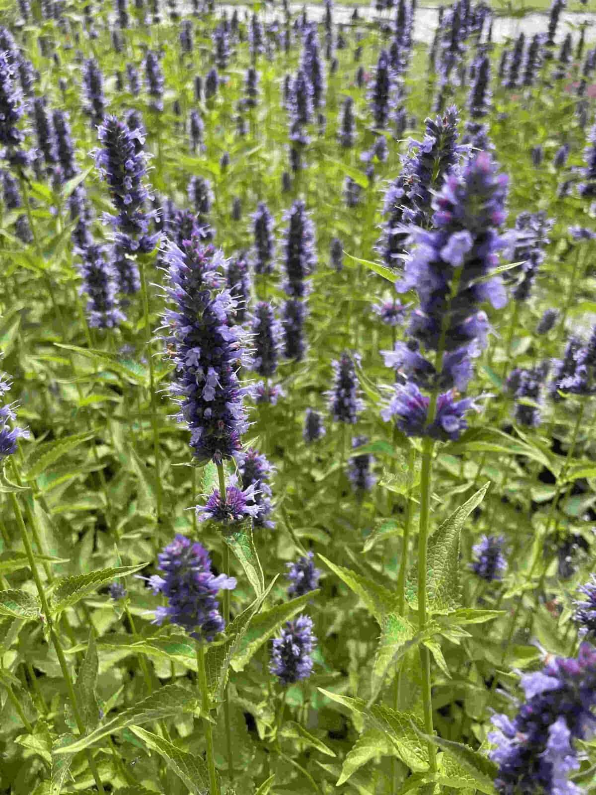 Agastache 'Blackadder'