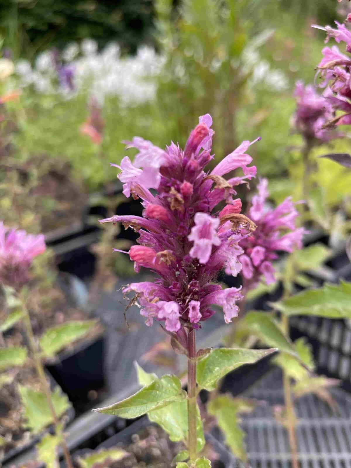 bloei van Agastache rugosa ‘Danish Delight’