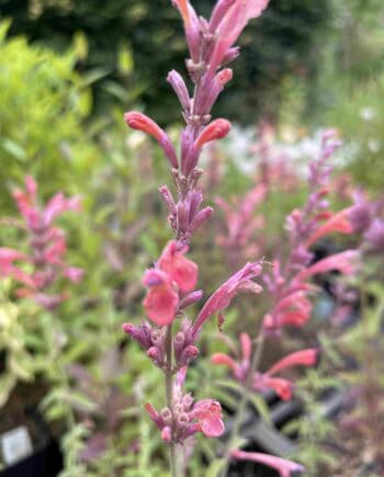 Zachtroze bloei van Agastache ‘Fleur’