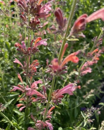 Agastache ‘Fleur’ met zachtpaarse bloemen in volle zomerbloei.