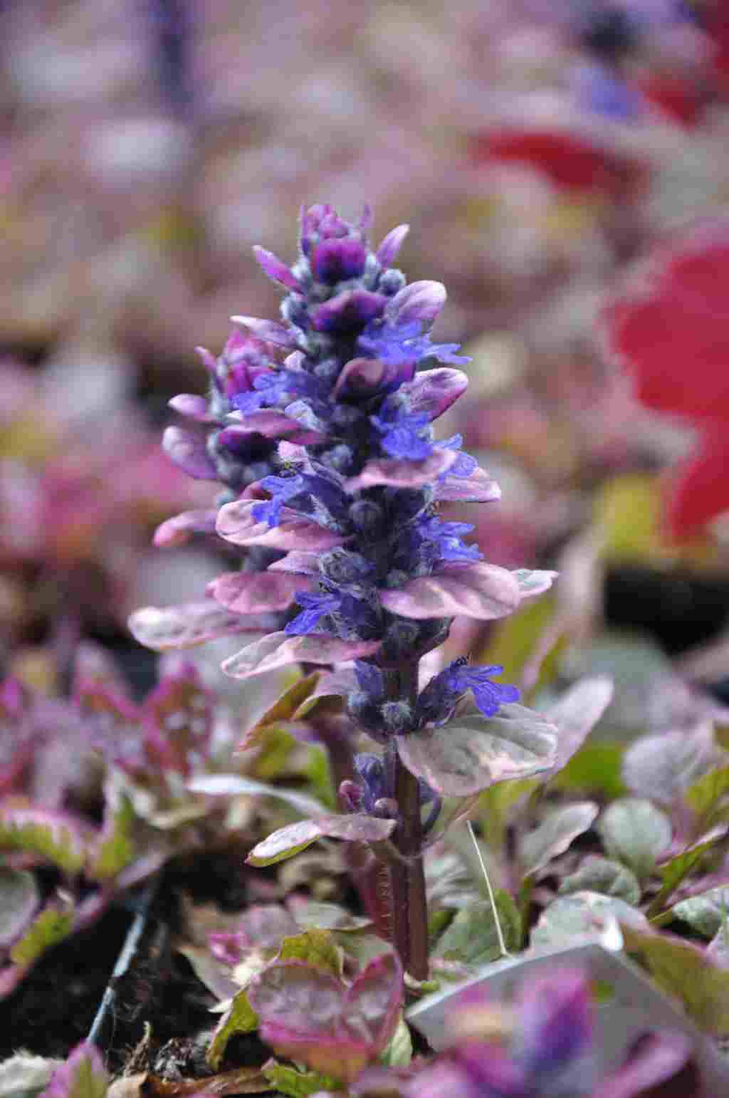 Blauw bloeiende aren van Ajuga reptans ‘Burgundy Glow’