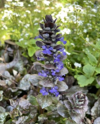 Ajuga reptans Catlin's Giant met groot donkergroen blad en blauwe bloemen