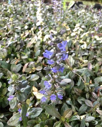 Ajuga reptans 'Chocolate Chip' bodembedekker in de schaduw