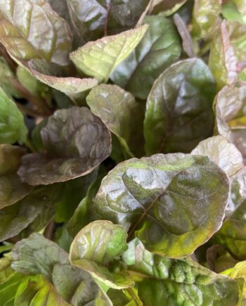 Ajuga reptans Simon's Type met glanzend donkergroen blad als bodembedekker