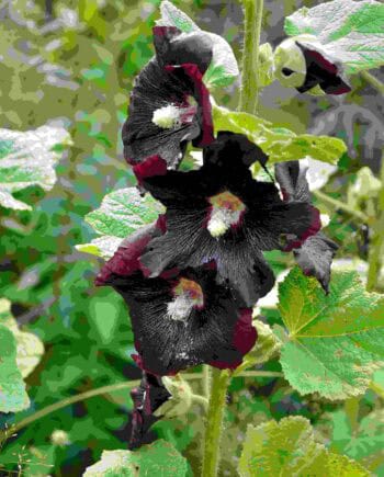 Alcea rosea var. nigra