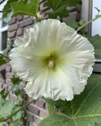 Alcea rugosa met grote zachtgele bloemen op hoge stelen