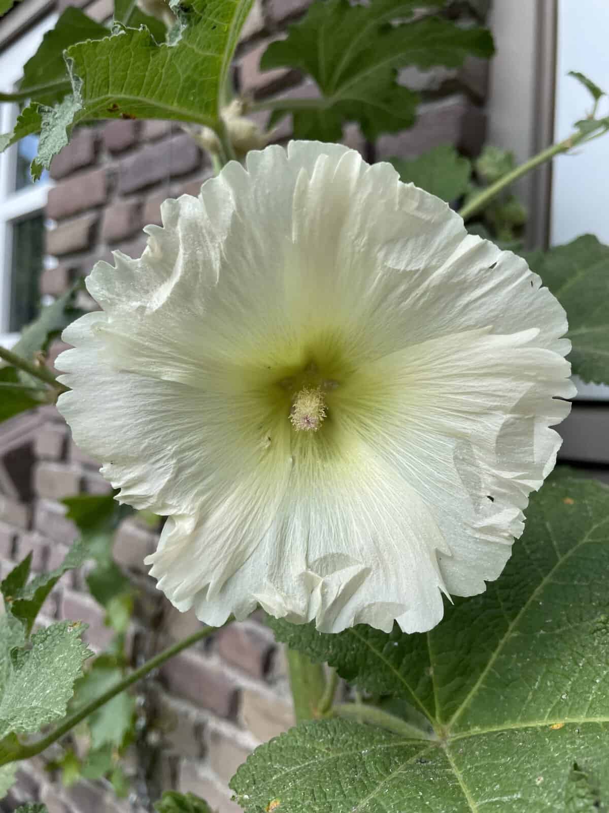 Alcea rugosa met grote zachtgele bloemen op hoge stelen