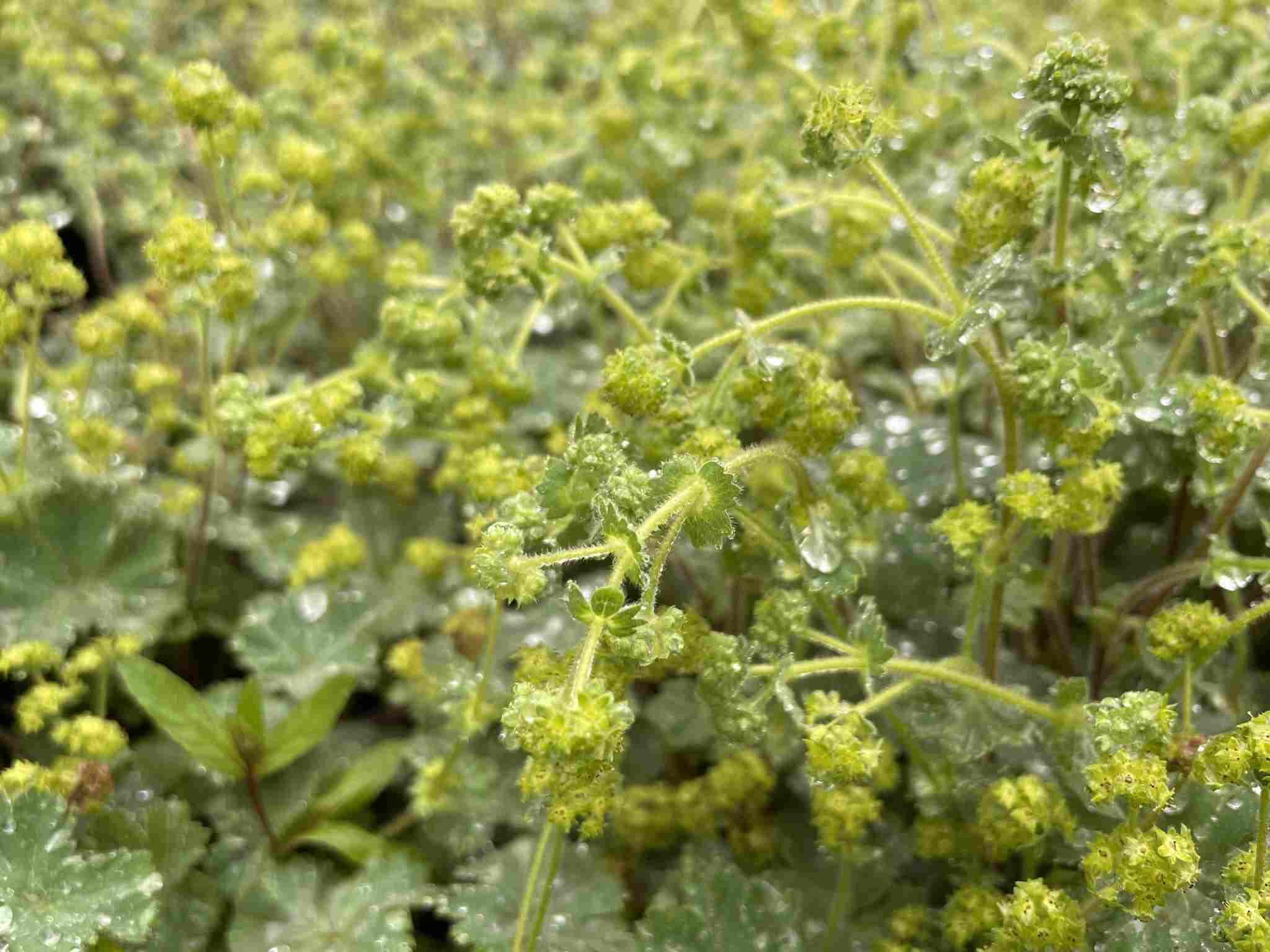 Alchemilla erythropoda