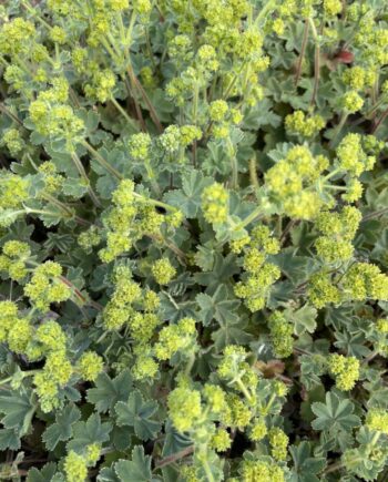 Alchemilla erythropoda met laag groeiend blad en geelgroene bloemen