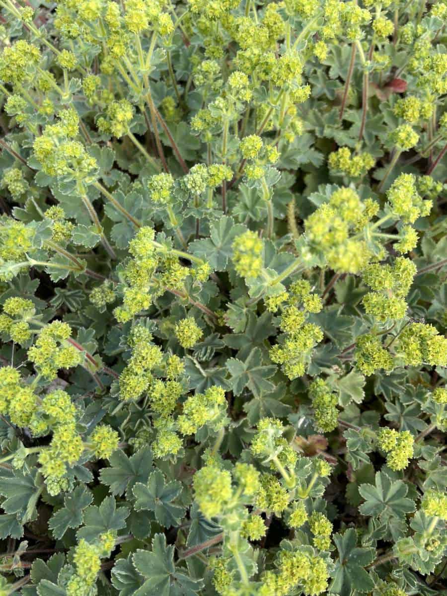 Alchemilla erythropoda met laag groeiend blad en geelgroene bloemen