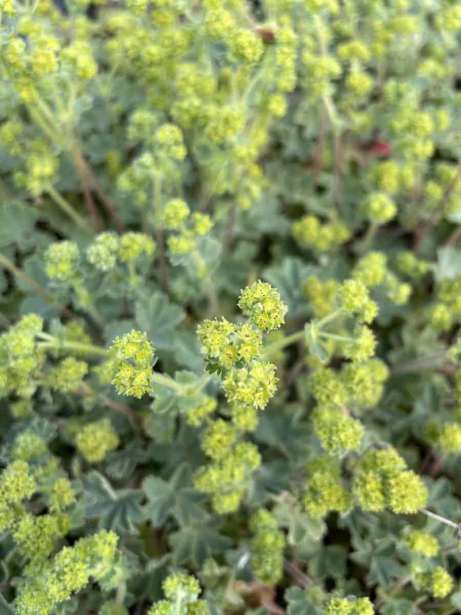 Detail van blad van Alchemilla erythropoda met dauwdruppels
