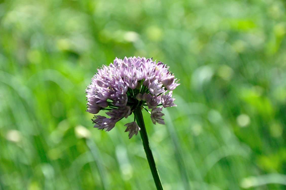 Grillige bloei van Allium ‘Medusa’s Hair’
