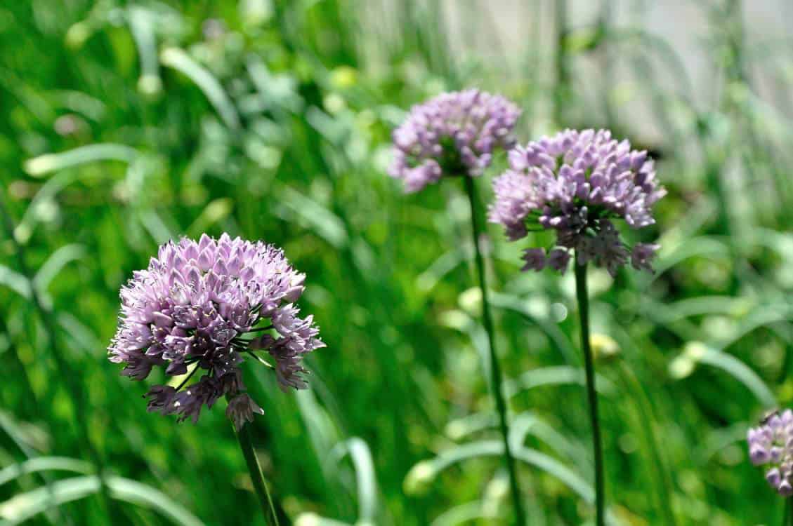 Allium 'Medusa's Hair'