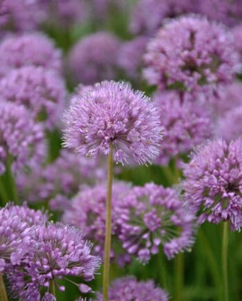 Paarse bloei van Allium ‘Serendipity’