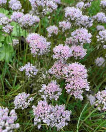 Zacht paarse bloei van Allium ‘Sugar Melt’