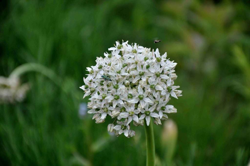 Witte bloei van Allium nigrum